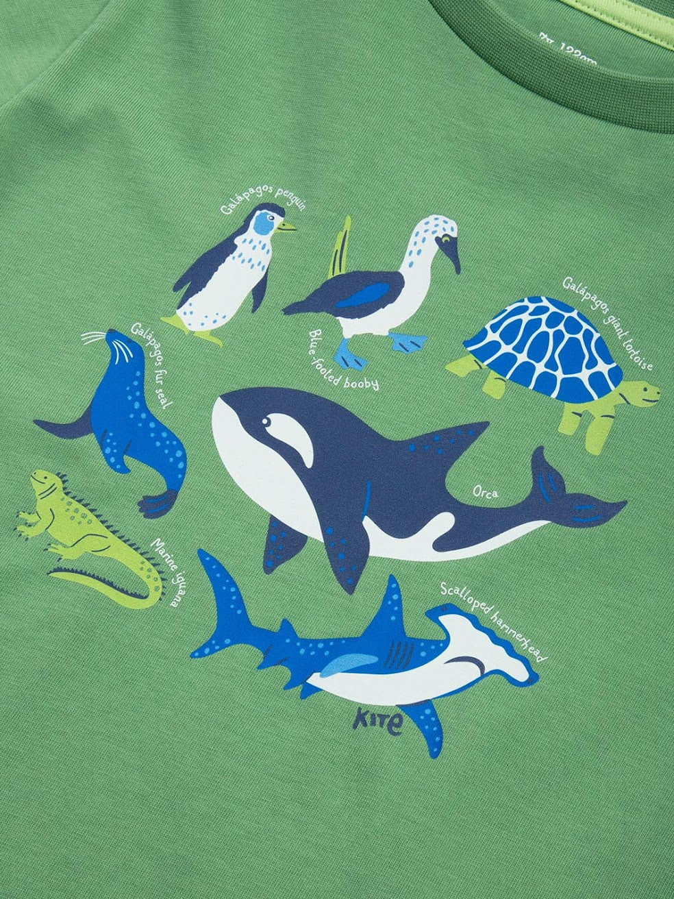 Kite Galapagos T-Shirt 62-9388 Green Clothing 3YRS / Green,4YRS / Green,5YRS / Green,6YRS / Green,7YRS / Green,8YRS / Green